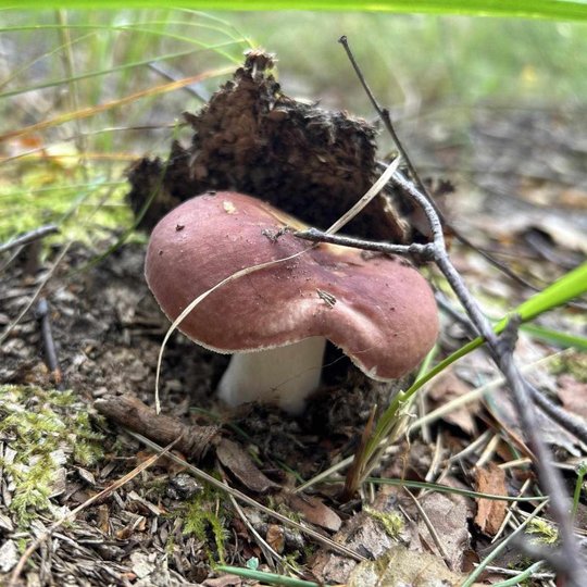 Iliustracija