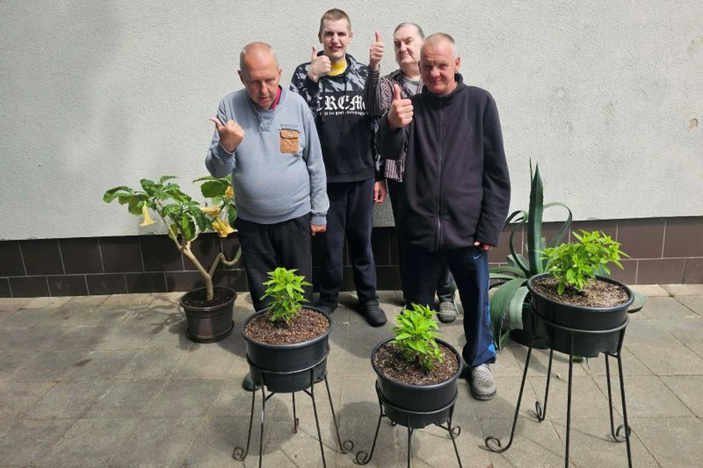 HORTENZIJŲ SODINIMAS